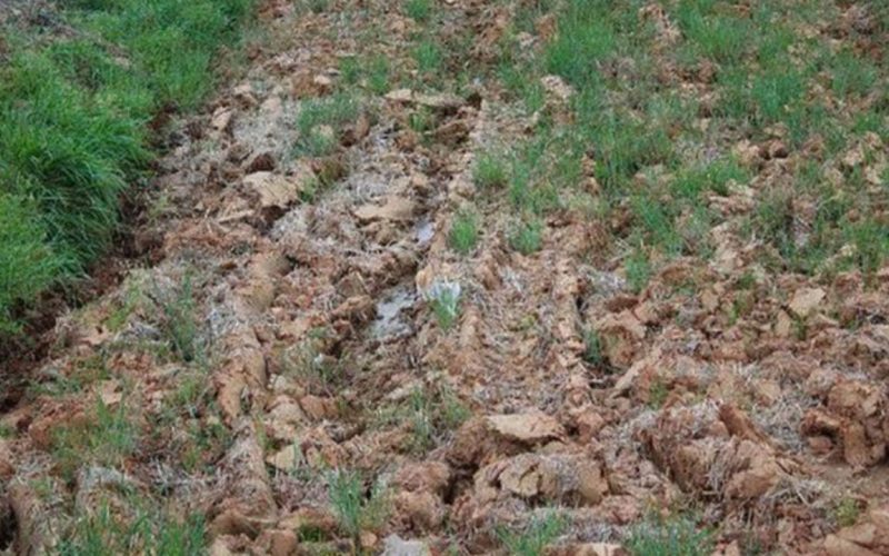 Optical Illusion Find the lost cat on a rough road