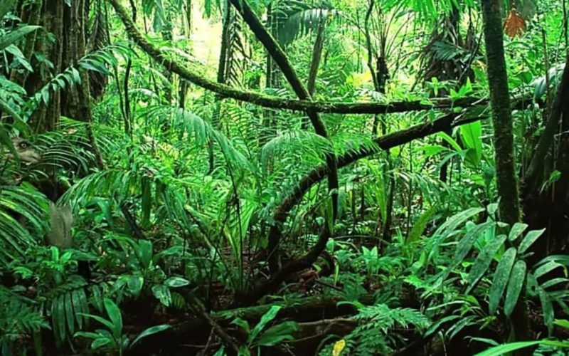 Optical Illusion Find the lurking dinosaur