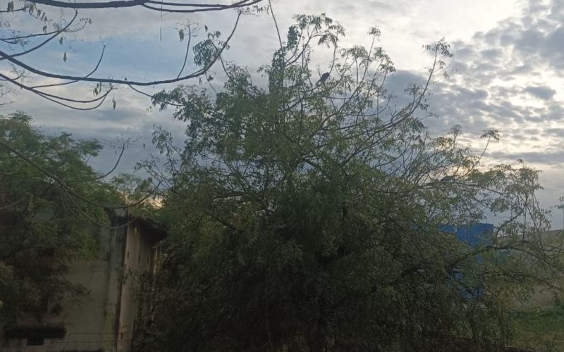 Optical Illusion find the three birds resting on the tree