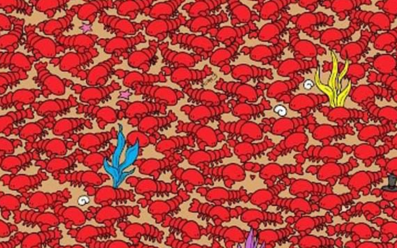 Optical Illusion Find the hidden crob amidst the lobster crowd