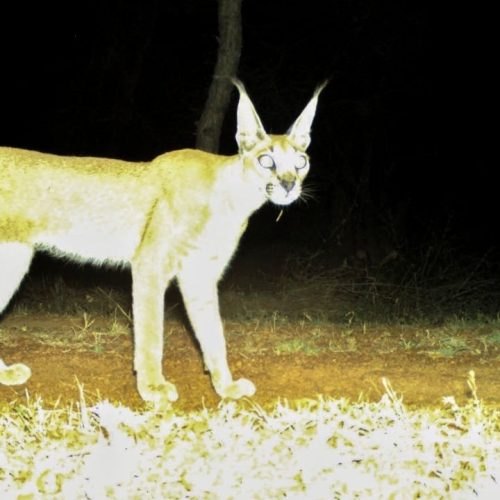 Rare Caracal