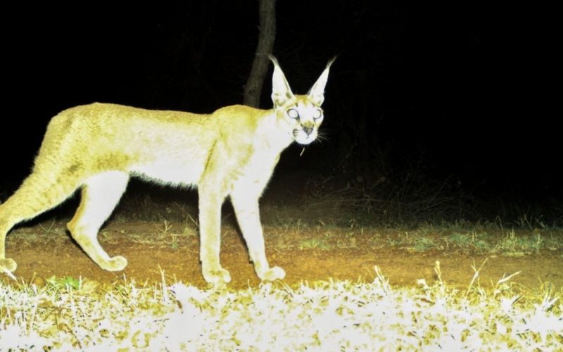 Rare Caracal