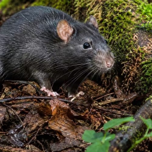 Black rats