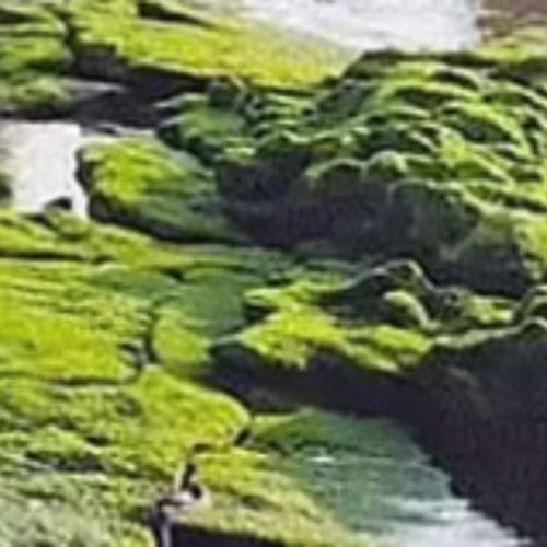 திருச்செந்தூரில் உள்வாங்கிய கடல்