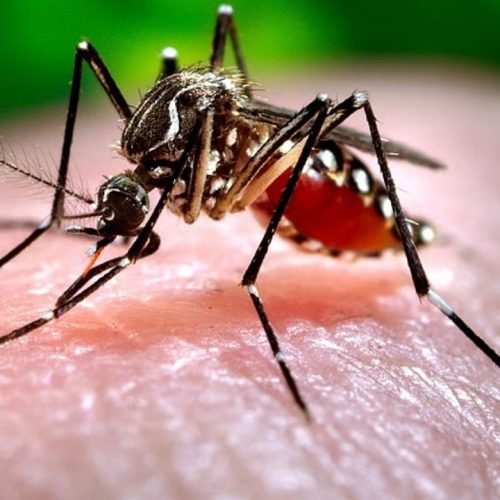 Dengue Cases Rise