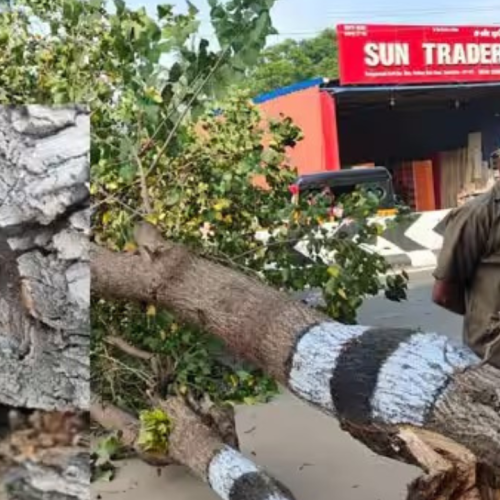 கோவையில் பூவரசு மரம் ஆசிட் ஊற்றி அழிப்பு.