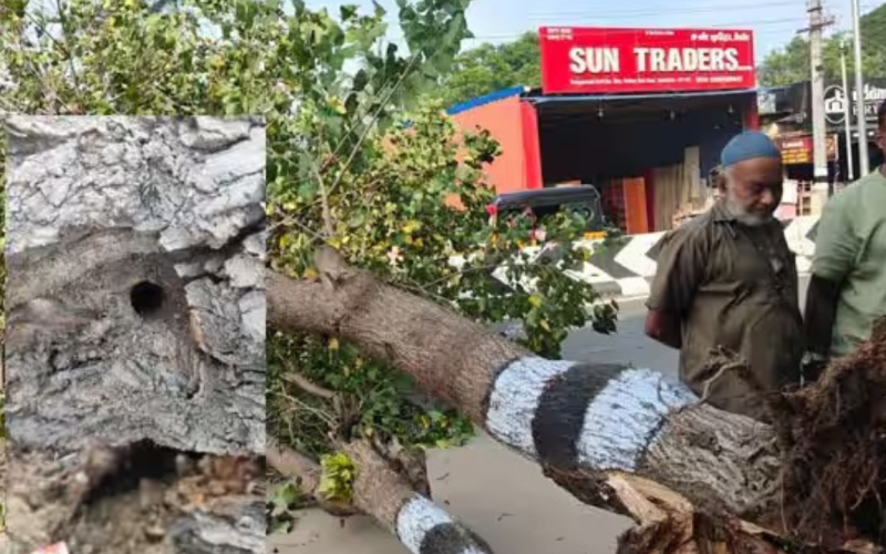 Poovarasu tree destroyed by pouring acid in Coimbatore