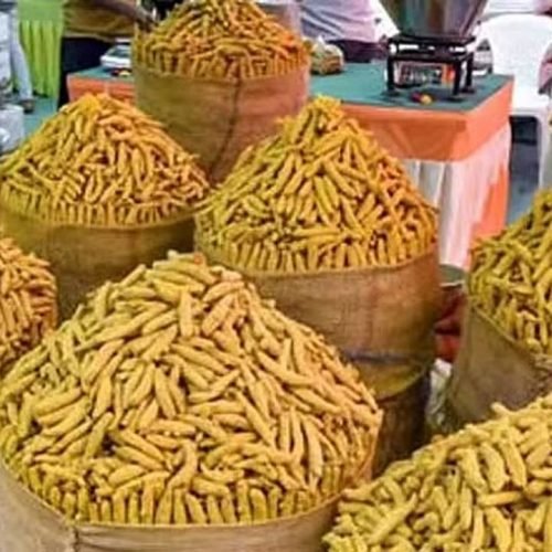Erode Turmeric Price Rise