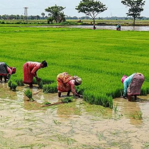 அரிசி உற்பத்தியில் இந்தியா சாதனை