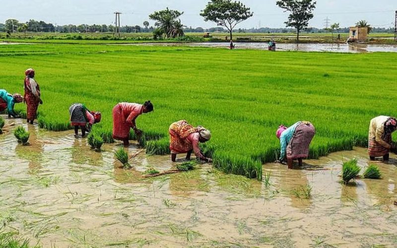 India becomes worlds largest rice producer