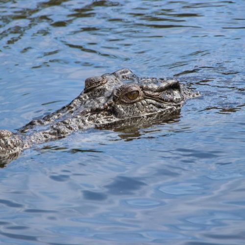 முதலை (கோப்பு காட்சி)
