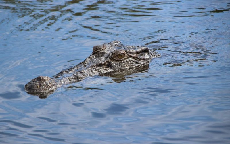Vegetarian Crocodile At Kerala Temple