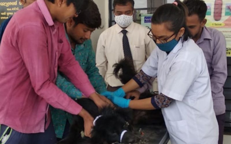 Veterinary Course Applications