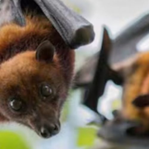 மேற்கு வங்கத்தில் இருவருக்கு நிபா வைரஸ் பாதிப்பு 