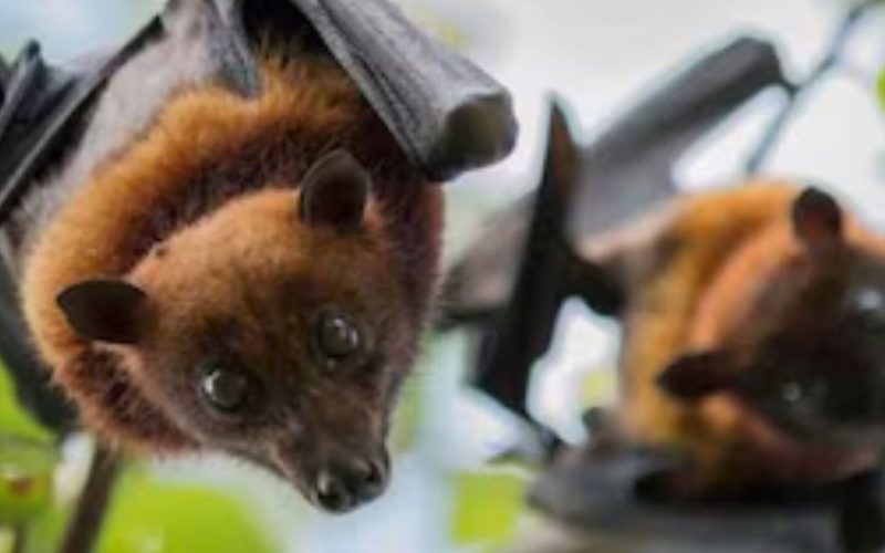 Nipah Virus