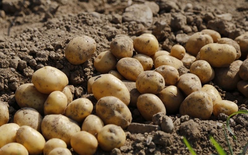 Which country produces the most potatoes