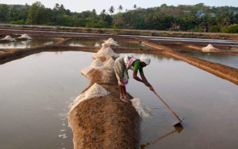 Which state in India produces the most salt