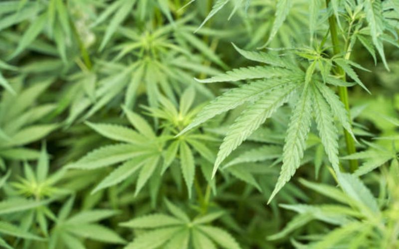 Woman in Thoothukudi grows cannabis plant