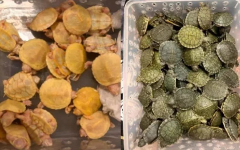 around 5000 red eared slider turtles seized at chennai airport by customs