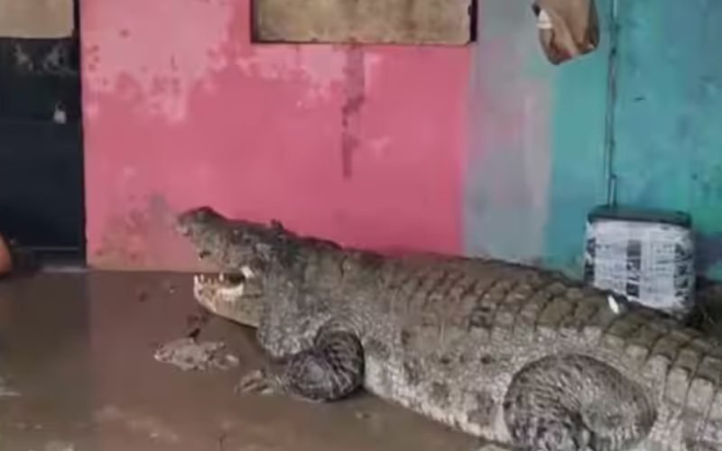 24 crocodiles were rescued from residential areas in Gujarat