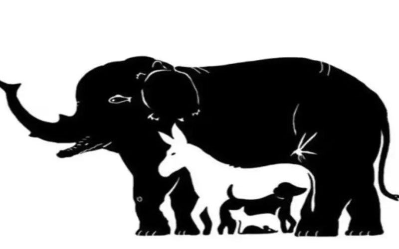 find out how many animals are hiden in the elephant