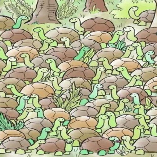 ஆமை கூட்டத்திற்கு மத்தியில் ஒளிந்திருக்கும் பாம்பு