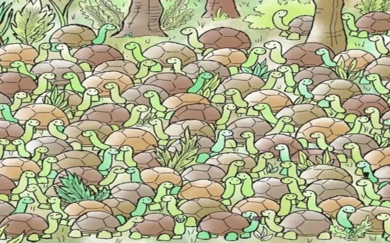 find the snake hidden among group of Tortoise