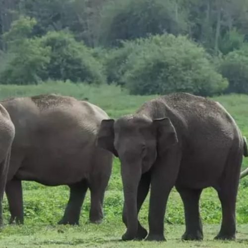 Assam
