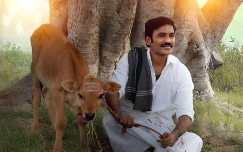 Idli kadai box office