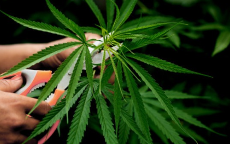 police arrested a couple after they found a ganja plant in the garden