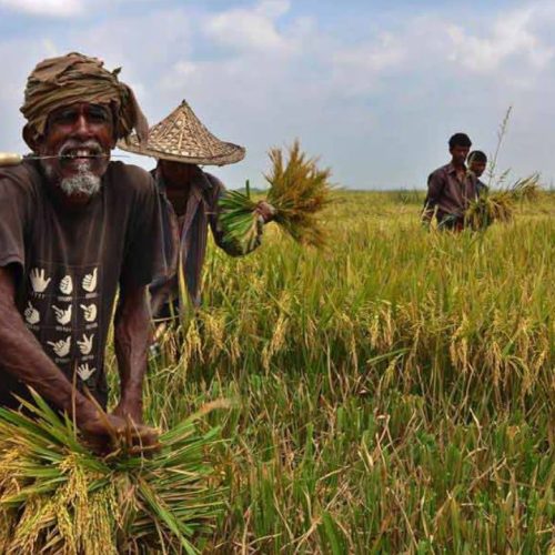 இந்தியாவில் விவசாயிகள்
