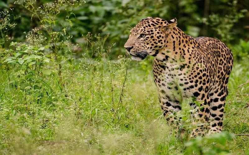 leopard attack in Madhya Pradesh