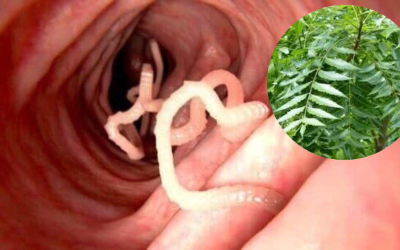 benefits of drinking neem juice on an empty stomach for Intestinal worms