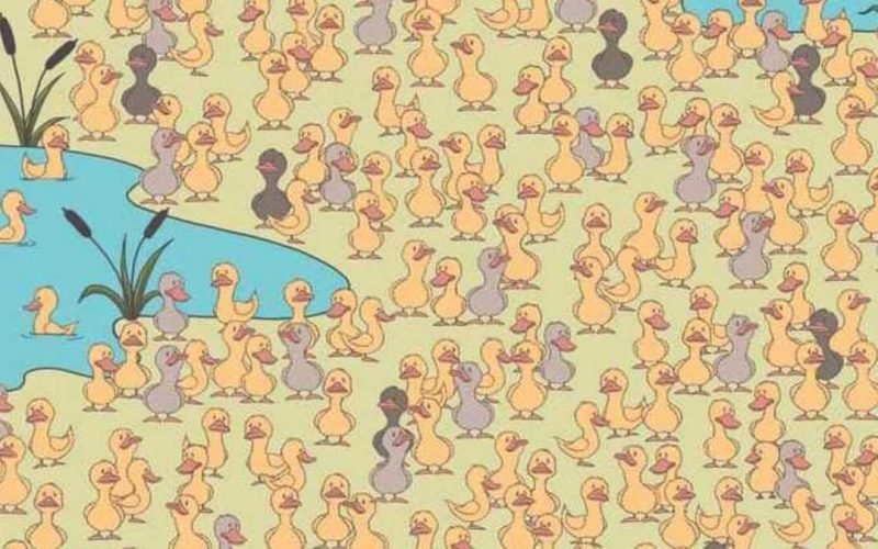 Find the chick hidden among the flock of ducks.