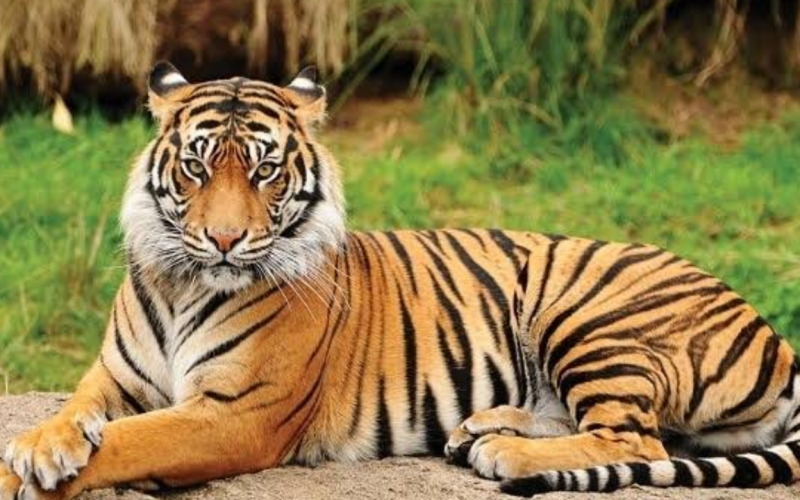 tiger sanctuaries in India