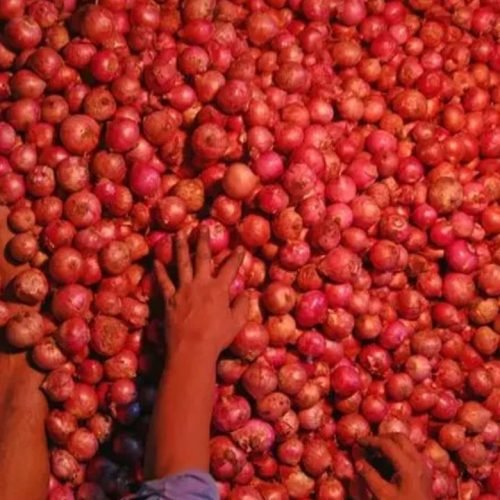 Onion Sales Incentive